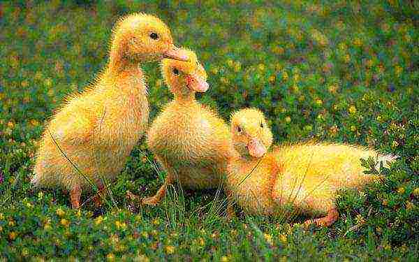 we grow ducklings at home