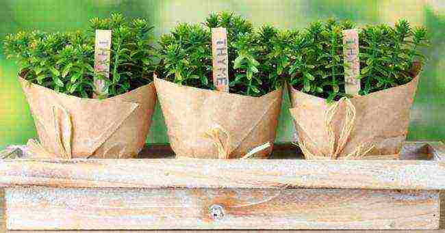 grow vegetables at home