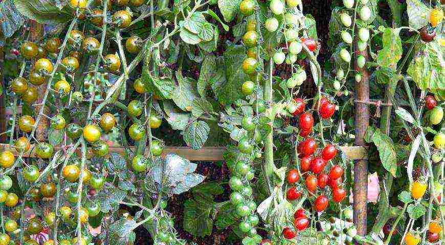 grow vegetables at home