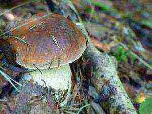 I grow mushrooms myself at home