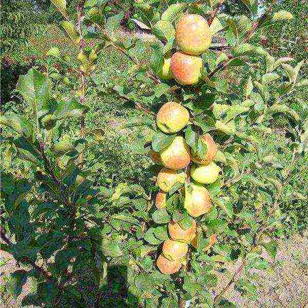 apple tree columnar best varieties