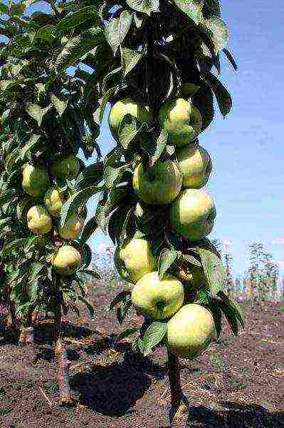 apple tree columnar best varieties