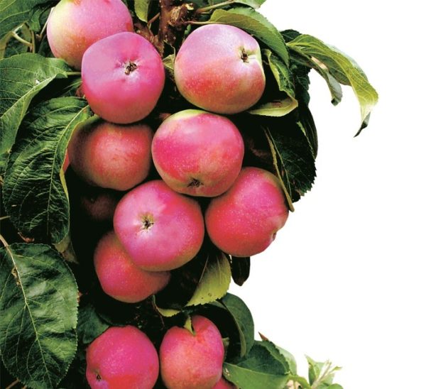 apple tree columnar best varieties