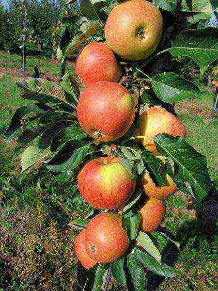 apple tree columnar best varieties