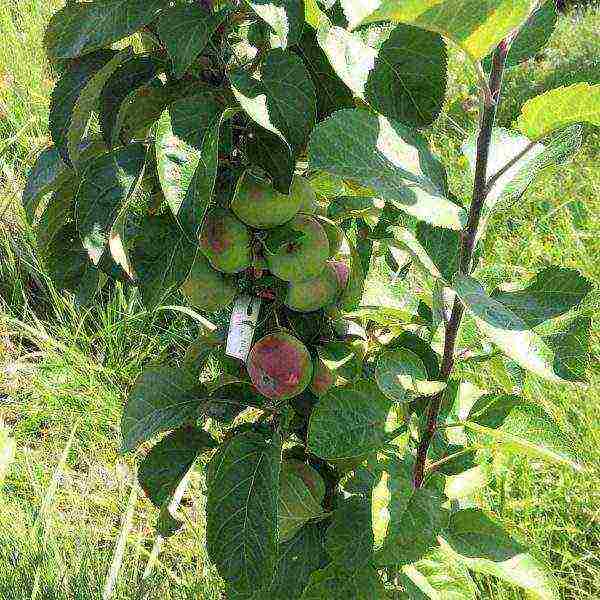 apple tree columnar best varieties