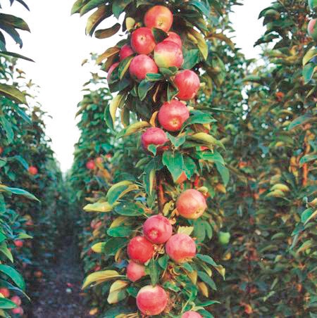 apple tree columnar best varieties