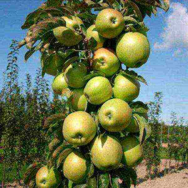 apple tree columnar best varieties