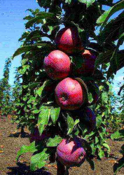 apple tree columnar best varieties