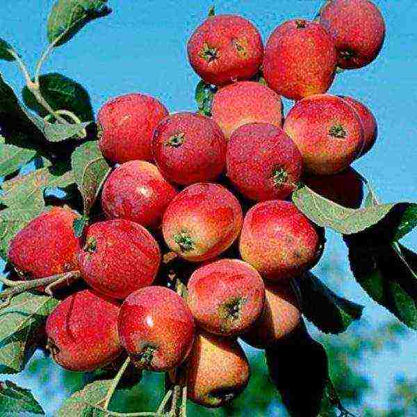 apple tree columnar best varieties