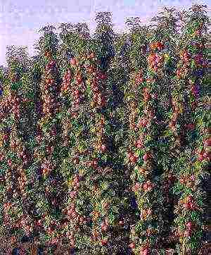 apple tree columnar best varieties