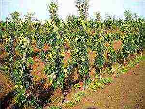 apple tree columnar best varieties