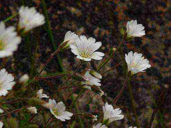 caskolka felt planting and care in the open field