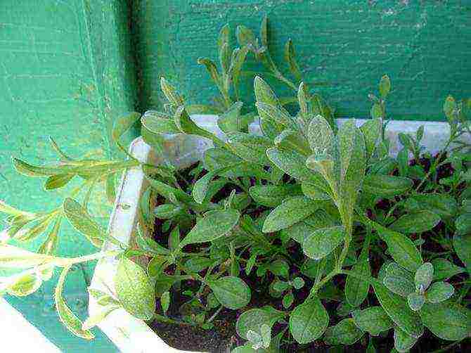 felted felt planting and care in the open field