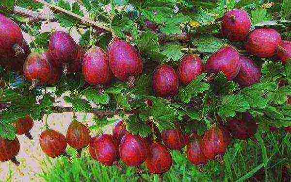 green gooseberries best varieties
