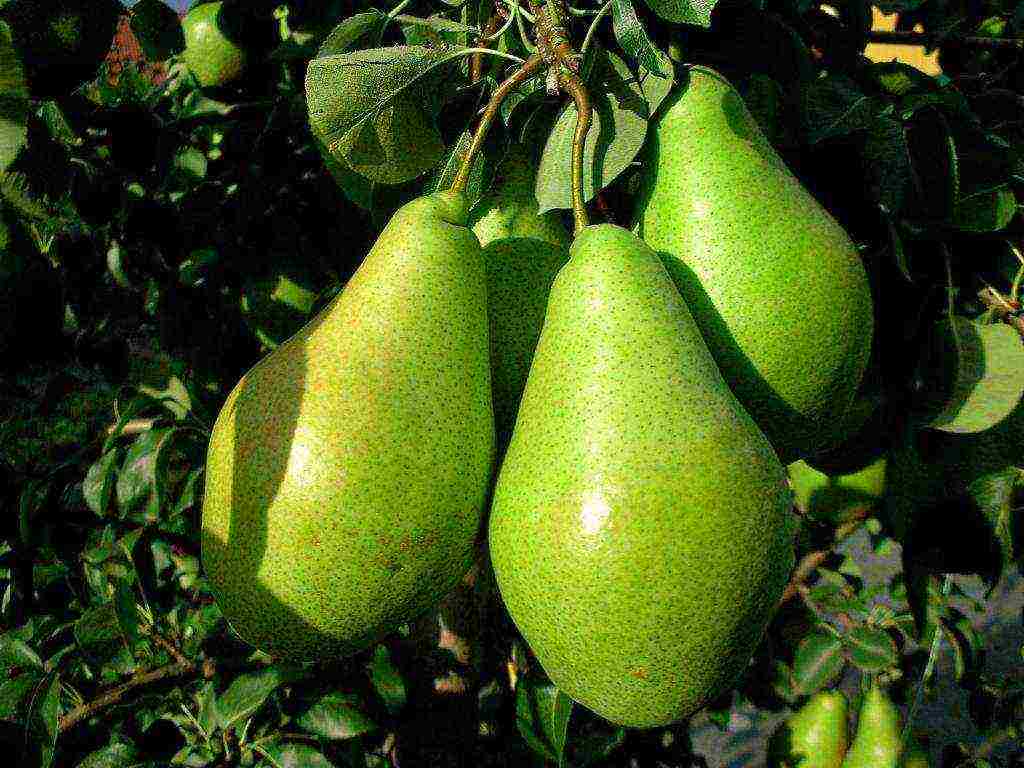 winter pears are the best varieties