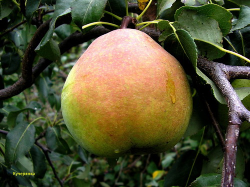 winter pears are the best varieties