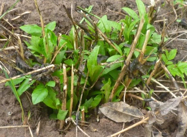 phlox planting and care in the open field preparation for winter