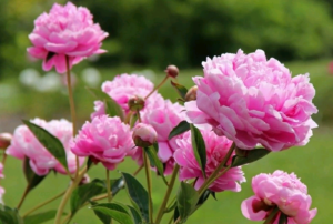 phlox planting and care in the open field preparation for winter