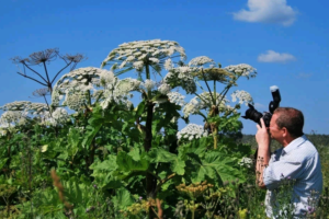 pagtatanim ng phlox at pangangalaga sa bukas na paghahanda sa bukirin para sa taglamig