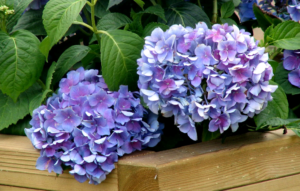 phlox planting and care in the open field preparation for winter