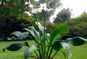 pagtatanim ng phlox at pangangalaga sa bukas na paghahanda sa bukirin para sa taglamig