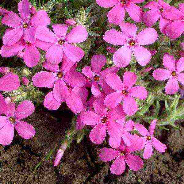 phlox planting and care in the open field preparation for winter