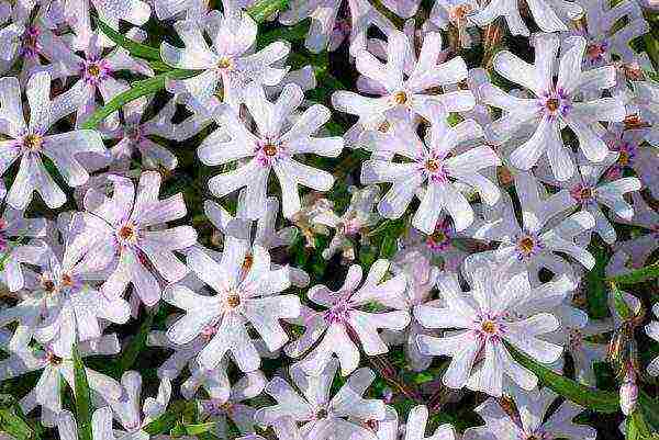 phlox planting and care in the open field preparation for winter