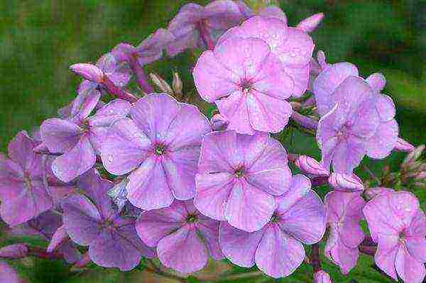 phlox planting and care in the open field preparation for winter