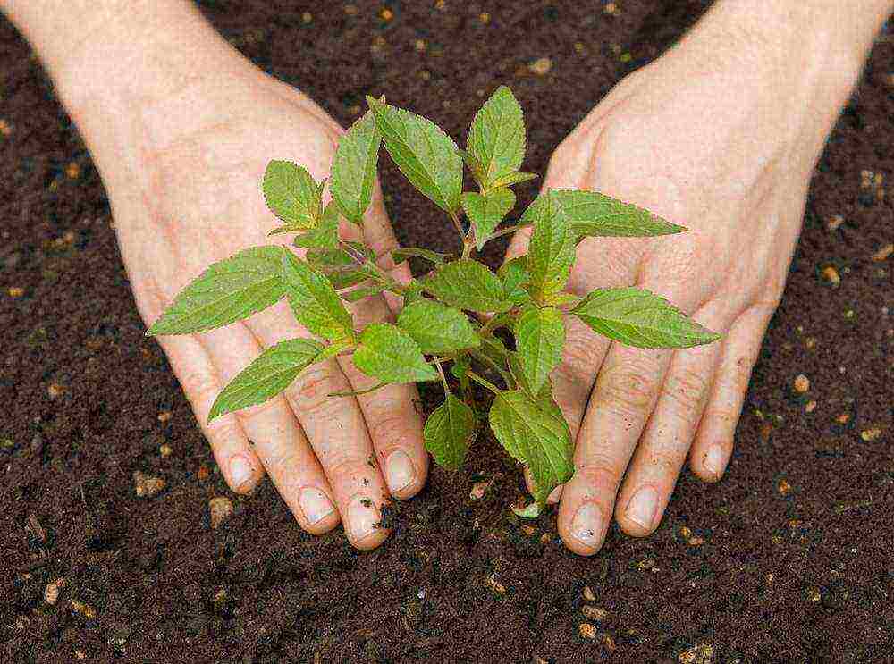 phlox planting and care in the open field preparation for winter