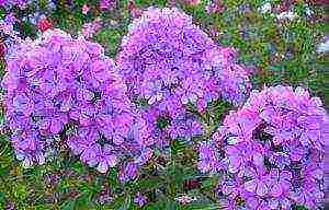 phlox planting and care in the open field preparation for winter