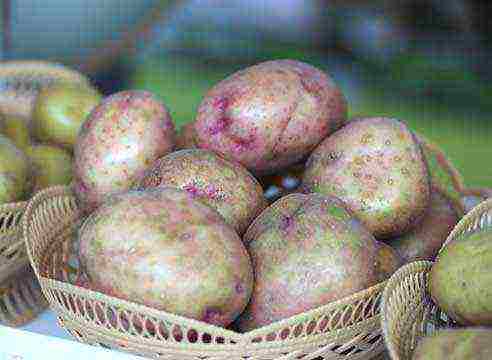 well kept potato varieties