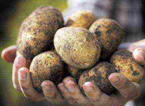 well kept potato varieties