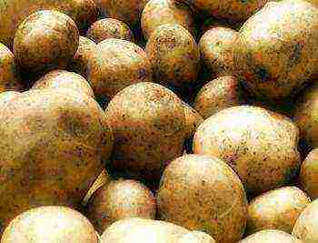 well kept potato varieties