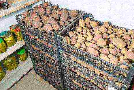 well kept potato varieties