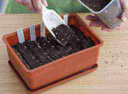 كيفية زراعة القطيفة من البذور في المنزل للشتلات