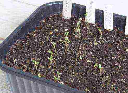 how to grow marigolds from seeds at home for seedlings