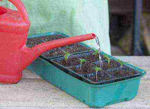 kako uzgajati neven iz sjemena kod kuće za sadnice