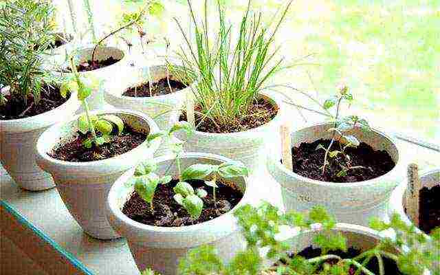 kako uzgajati kopar i peršin kod kuće tijekom cijele godine