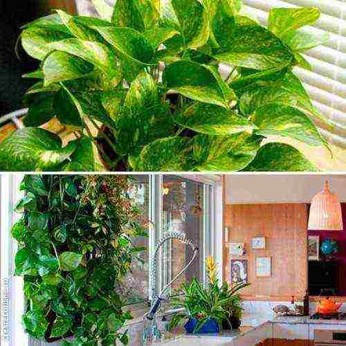 what useful plants can be grown in an apartment