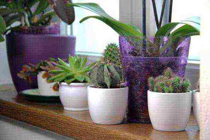what useful plants can be grown in an apartment
