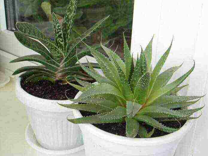 what useful plants can be grown in an apartment