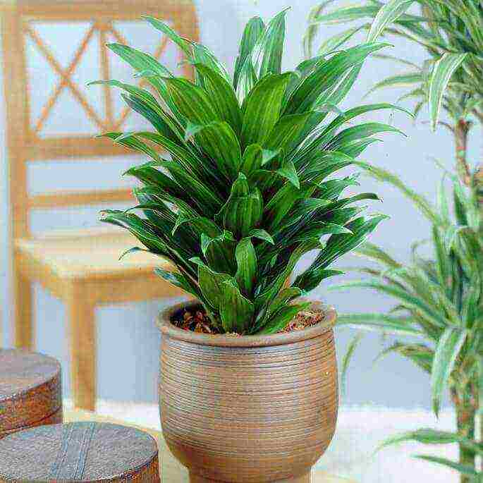 what useful plants can be grown in an apartment