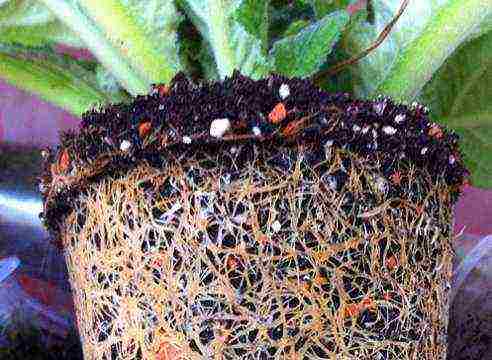 what plants can be grown on wick irrigation