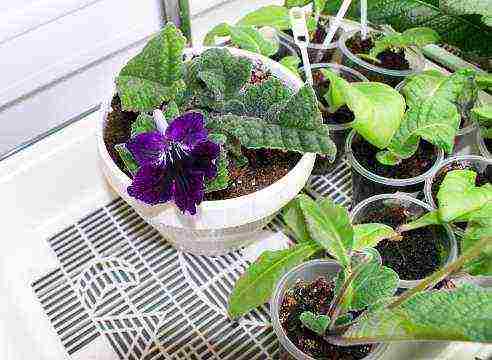 what plants can be grown on wick irrigation