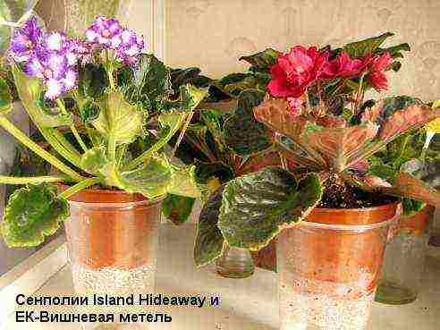 what plants can be grown on wick irrigation