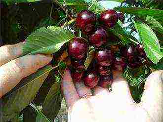 which varieties of cherries are better