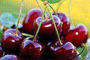 which varieties of cherries are better