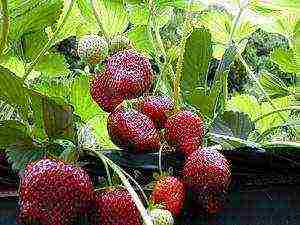 what kind of strawberry can be grown on the windowsill