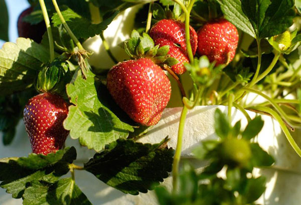 what kind of strawberry can be grown on the windowsill