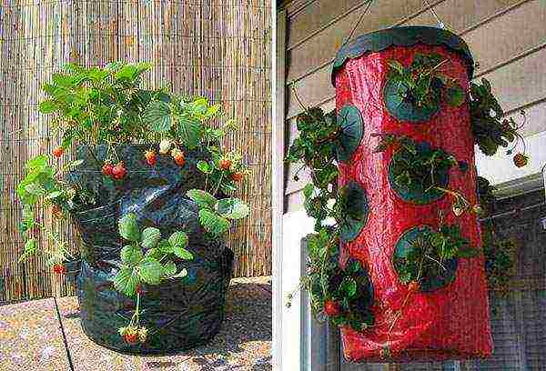 what kind of strawberry can be grown on the windowsill